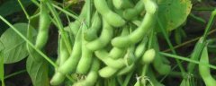 辽豆86大豆品种的特性，辽