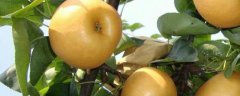 梨籽的种植方法，附种植