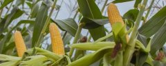 联农108玉米品种的特性，