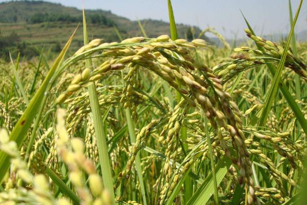 莲汇709水稻品种简介，普通粳稻品种