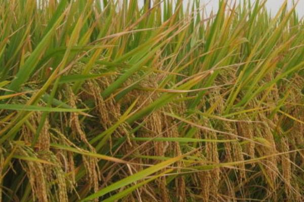 连两优9312水稻品种简介，当每亩茎蘖苗达够穗苗时