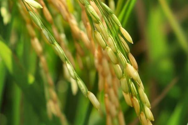 连两优9312水稻品种简介，当每亩茎蘖苗达够穗苗时