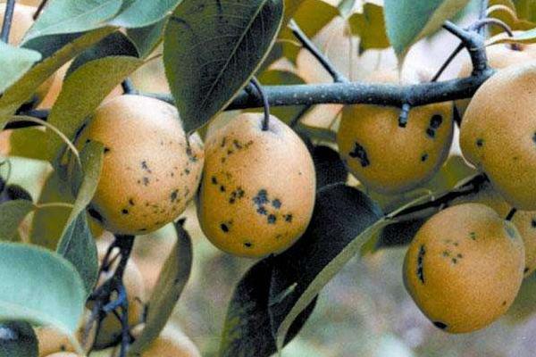 梨树常见病虫害有哪些，附防治方法