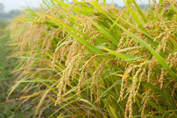 龙粳3024水稻品种的特性，普通粳稻品种