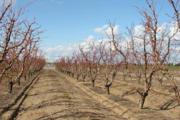 零下多少度桃树会被冻死，低于零下25℃便容易受冻死亡