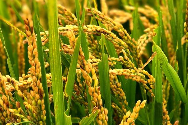 龙平386水稻种子简介，普通粳稻品种