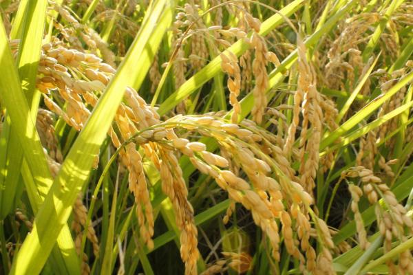 龙平386水稻种子简介，普通粳稻品种