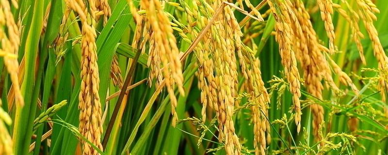 龙稻133水稻种简介，该品种主茎13片叶