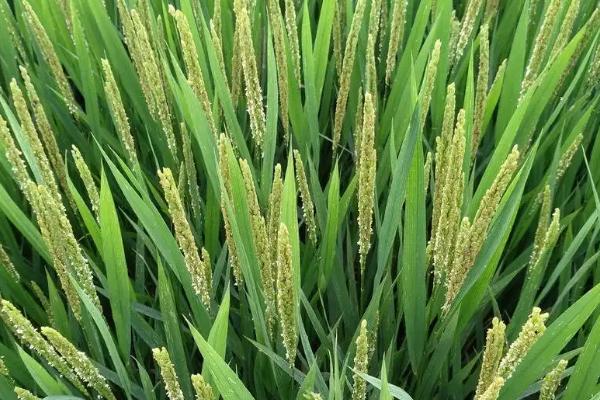 龙盾723水稻种子介绍，该品种主茎11片叶