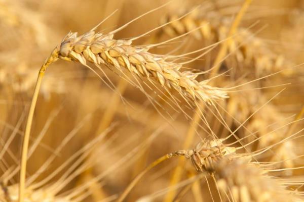 陇鉴9828小麦品种简介，适宜播种期9月中旬～下旬