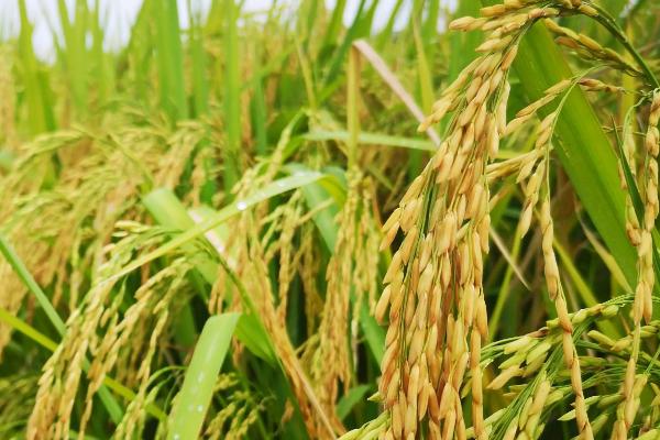龙粳2323水稻种简介，该品种主茎11片叶