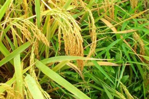 龙庆稻36水稻品种的特性，该品种主茎11片叶