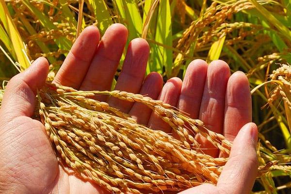 龙庆稻36水稻品种的特性，该品种主茎11片叶