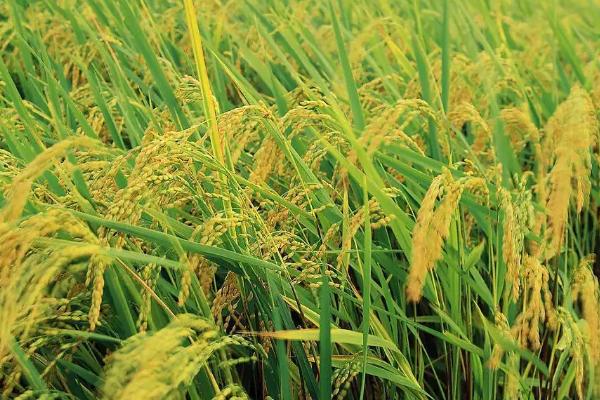 龙盾724水稻种子特点，普通粳稻品种