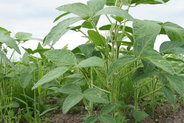 龙垦3318大豆品种的特性，生育期间注意防治大豆蚜虫
