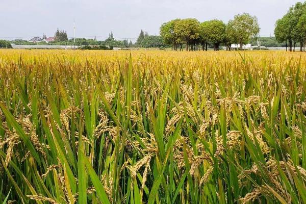 龙粳3035水稻品种的特性，普通粳稻品种