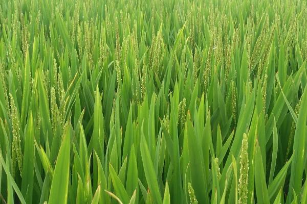 龙稻301水稻种子特点，该品种主茎9片叶