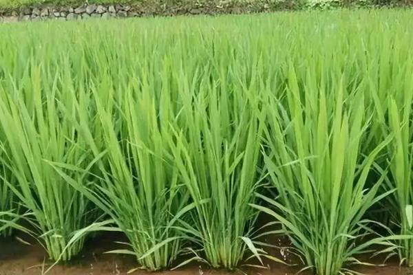 龙稻301水稻种子特点，该品种主茎9片叶