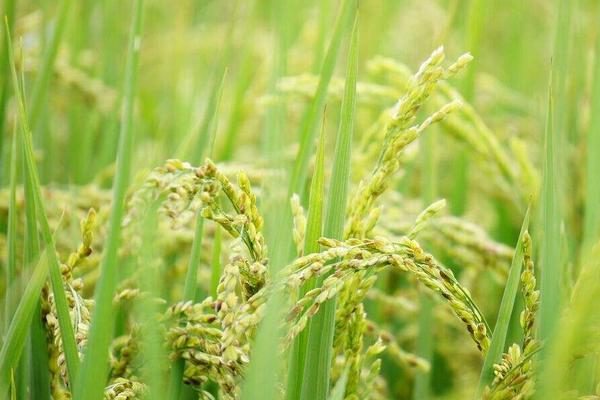 龙稻212水稻品种简介，普通粳稻品种