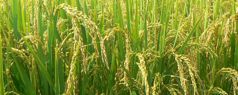 龙稻212水稻品种简介，普通粳稻品种