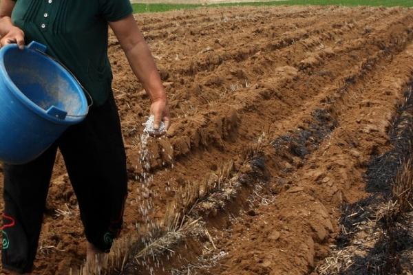 磷肥施用过量的害处，会诱发土壤缺锌