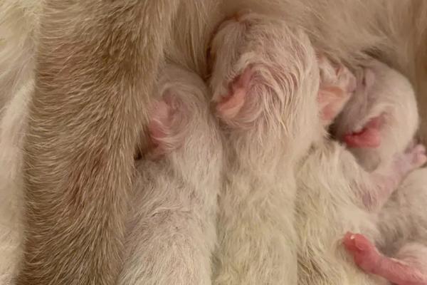 刚出生的小猫怎么喂奶，这4种方法都适用