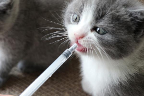 刚出生的小猫怎么喂奶，这4种方法都适用
