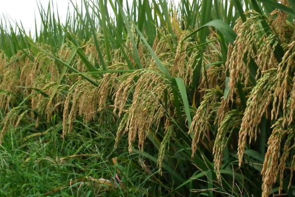 冈8优99水稻种子特点，亩秧田播种量10-15千克