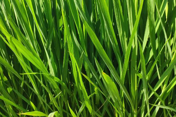 冈8优99水稻种子特点，亩秧田播种量10-15千克