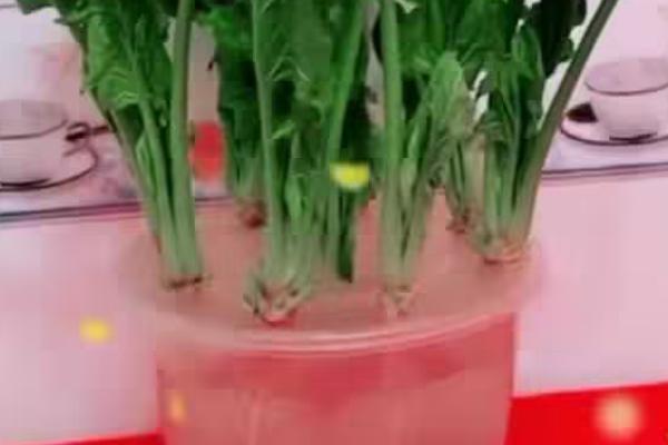 买回来的菠菜根可以水培吗，可以水培也可播种种植