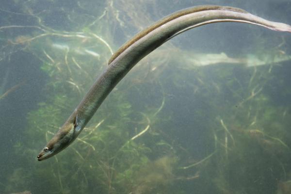 鳗鱼能不能人工繁殖