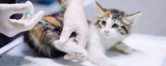 猫多大可以打疫苗，两个