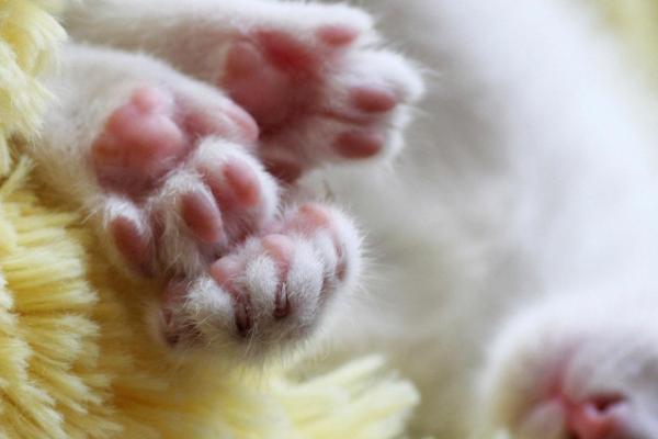 猫的爪子肉垫烂了是怎么回事，外伤或皮肤疾病均会导致