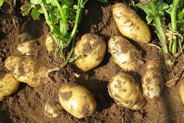 马铃薯对养分有什么要求