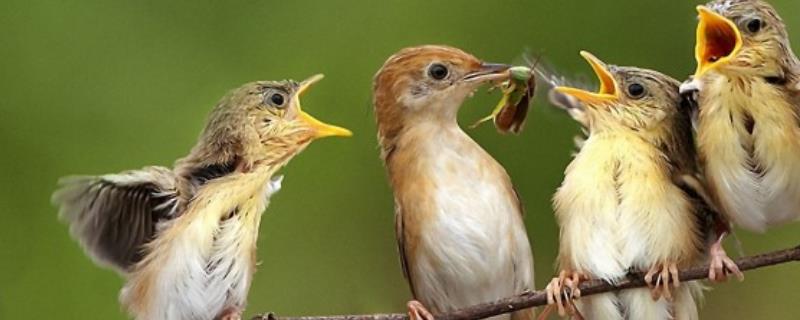 麻雀幼崽一天喂几次，每天喂3次为佳