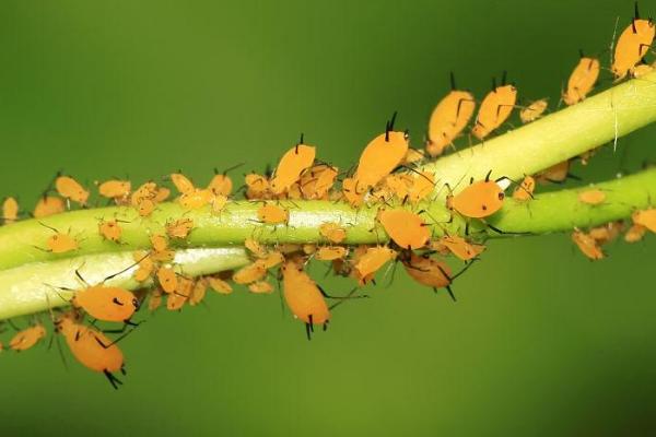 梅花常见害虫怎么防治，梅毛虫可用杀螟松喷雾防治