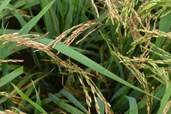 魅两优华丝苗水稻品种简介，播种前宜用咪鲜胺浸种