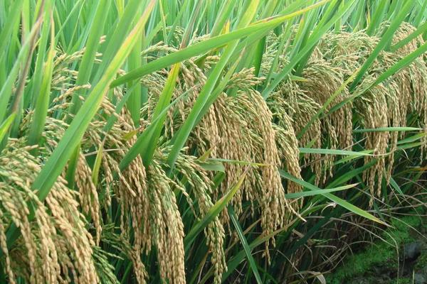 魅两优华丝苗水稻品种简介，播种前宜用咪鲜胺浸种