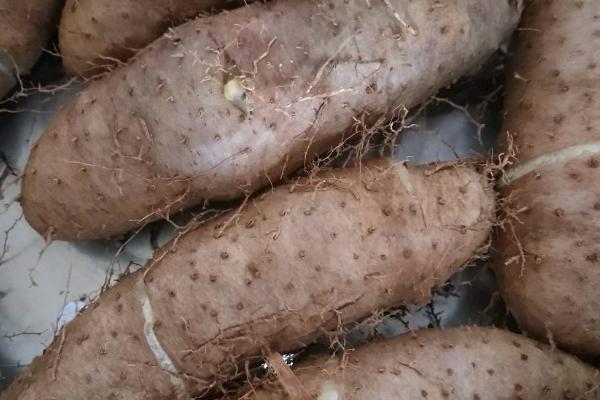 毛薯种植方法和技术