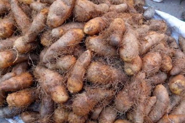 毛薯种植方法和技术