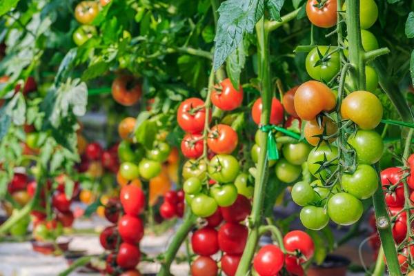 每亩栽多少株西红柿，不同种植方式的栽种数量不同