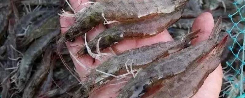 罗氏虾的养殖技术，饲料的投喂方式