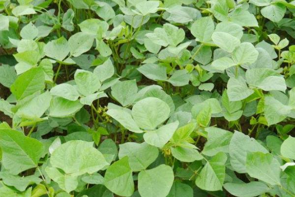绿豆病虫害怎么防治，需根据实际情况采取针对性措施