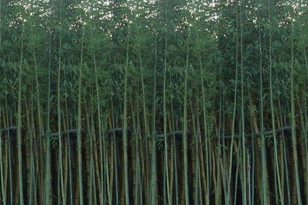 毛竹种植技术