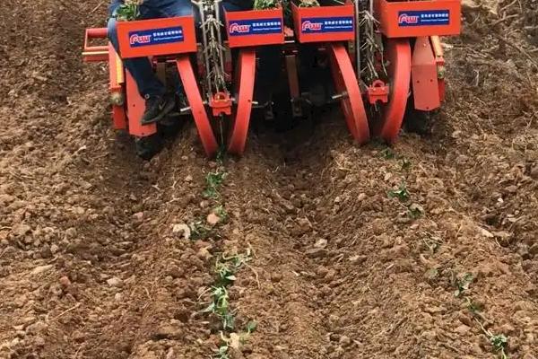 麦茬红薯种植要点，种植管理技术