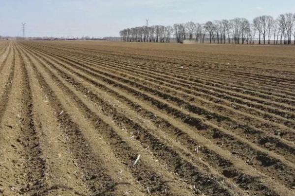 马铃薯免耕栽培的方法，开沟整畦后可直接播入脱毒种薯