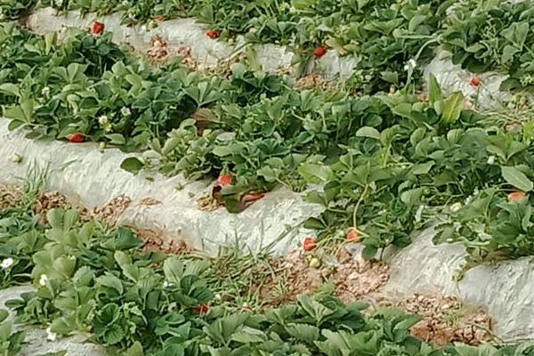 露天草莓的种植时间，草莓根不可露出土壤表面