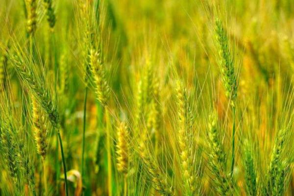轮选130小麦品种的特性，半冬性品种
