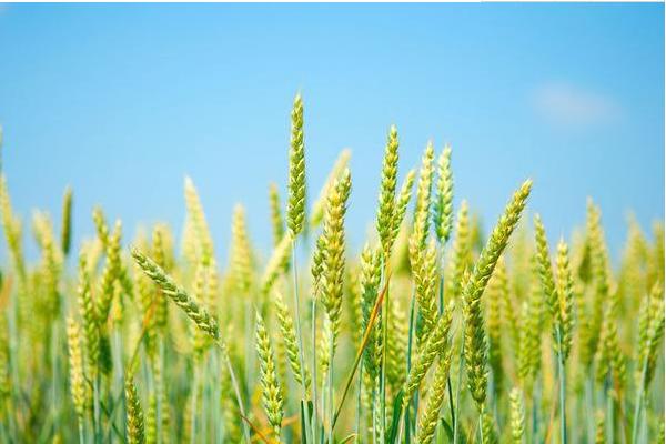 轮选130小麦品种的特性，半冬性品种