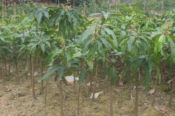 芒果树苗适合用什么肥料，不同生长阶段对肥料的需求不同